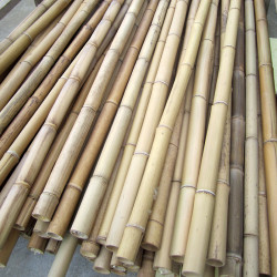 n° 5 standard dried bamboo canes , ø  mix 4/5, 5/6 cm - L. 150 cm